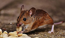 24-hour-pest-control Experts in Evesham